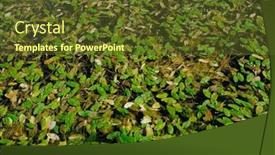  Presentation with aquatic - PPT theme featuring close-up-of-green-leaf background and a tawny brown colored foreground