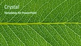  Presentation with green watercolor paper texture - PPT theme featuring close up of green leaf background and a forest green colored foreground