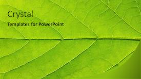  Presentation with green leaf - Theme having close up of green leaf texture background and a gold colored foreground