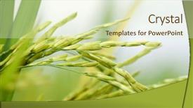  Presentation with rice paddy - PPT layouts consisting of close up of green paddy background and a soft green colored foreground