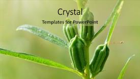  Presentation with green nature - Presentation theme with seeds medicinal plant - close up of green sesame background and a yellow colored foreground