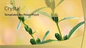  Presentation with green nature - PPT theme with close-up-of-green-sesame background and a yellow colored foreground