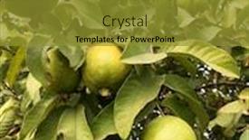  Presentation with grown - PPT theme enhanced with close-up-of-grown-guava background and a gold colored foreground