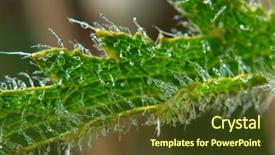  Presentation with plant - Presentation having close-up-of-hairy-plant background and a tawny brown colored foreground