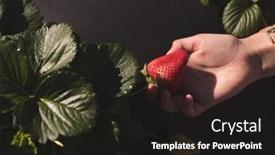  Presentation with strawberry - Cool new PPT layouts with close-up-of-hand-plucking backdrop and a black colored foreground