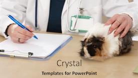  Presentation with guinea pig - Audience pleasing slides consisting of close-up-of-hands-veterinarian backdrop and a coral colored foreground