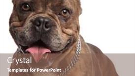  Presentation with bully - Amazing PPT theme having up of happy american bully backdrop and a violet colored foreground