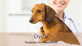  Presentation with health care - Theme with happy veterinarian or holding dachshund background and a gold colored foreground