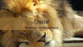  Presentation with male lion - Presentation design enhanced with head of a male lion background and a gold colored foreground