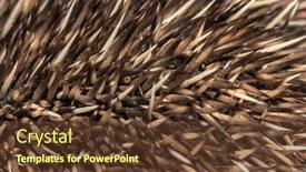  Presentation with spine - Slide set with close-up-of-hedgehog-needles background and a tawny brown colored foreground