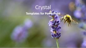  Presentation with honey bee - PPT theme consisting of close-up-of-honey-bee background and a coral colored foreground