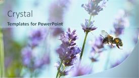  Presentation with honey bee - Presentation design featuring close-up-of-honey-bee background and a cool aqua colored foreground
