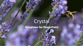  Presentation with honey bee - Presentation theme consisting of close-up-of-honey-bee background and a violet colored foreground