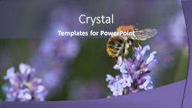  Presentation with honey bee - Theme having close-up-of-honey-bee background and a ocean colored foreground