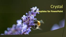  Presentation with honey bee - Presentation theme enhanced with close-up-of-honey-bee background and a tawny brown colored foreground