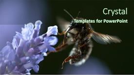  Presentation with honey bee - Presentation design with close-up-of-honey-bee background and a wine colored foreground