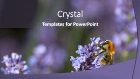  Presentation with honey bee - Presentation featuring close-up-of-honey-bee background and a gray colored foreground