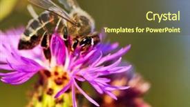  Presentation with honey bee - Audience pleasing slides consisting of close up of honey bee backdrop and a tawny brown colored foreground