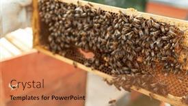  Presentation with honey bee honeycomb - PPT theme enhanced with close-up-of-honey-bees background and a coral colored foreground