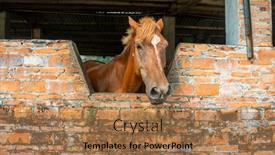  Presentation with horse head - Theme enhanced with close-up-of-horse-head background and a coral colored foreground
