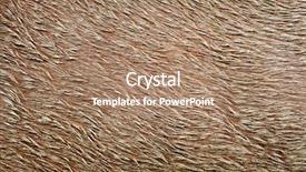  Presentation with image resolution - Cool new PPT theme with close-up of horse pelt backdrop and a coral colored foreground