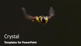  Presentation with close up of rusty rebar - Presentation design enhanced with close-up-of-hoverfly-outdoor background and a wine colored foreground