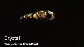  Presentation with outdoor clothes for hiking - Presentation design having close-up-of-hoverfly-outdoor background and a black colored foreground