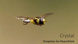  Presentation with outdoor games - Audience pleasing presentation theme consisting of close-up-of-hoverfly-outdoor backdrop and a coral colored foreground