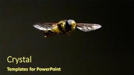  Presentation with april showers close up - Presentation theme with close-up-of-hoverfly-outdoor background and a wine colored foreground