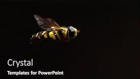  Presentation with career milestone close up - PPT theme having close-up-of-hoverfly-outdoor background and a black colored foreground