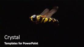  Presentation with close up puff pastry - PPT layouts consisting of close-up-of-hoverfly-outdoor background and a black colored foreground