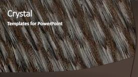  Presentation with sage feathers - Beautiful presentation theme featuring close-up of humboldt penguin feathers spheniscus humboldti backdrop and a tawny brown colored foreground