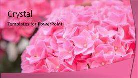  Presentation with hydrangea - Slide set having close up of hydrangea flowers background and a coral colored foreground