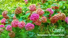  Presentation with hydrangea - Amazing PPT layouts having close up of hydrangea flowers backdrop and a forest green colored foreground