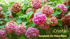  Presentation with hydrangea - Beautiful theme featuring close-up-of-hydrangea-flowers backdrop and a tawny brown colored foreground