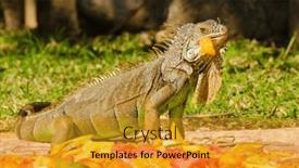  Presentation with green-lawn - Presentation featuring close-up-of-iguana-eating and a gold colored foreground