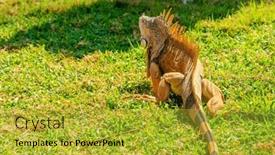  Presentation with green-lawn - Presentation theme enhanced with close-up-of-iguana and a gold colored foreground