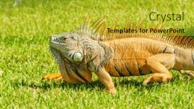  Presentation with green-lawn - Theme featuring close-up-of-iguana and a yellow colored foreground