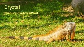  Presentation with green-lawn - Slide deck having close-up-of-iguana and a tawny brown colored foreground