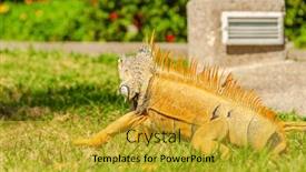  Presentation with green-lawn - PPT layouts consisting of close-up-of-iguana and a gold colored foreground