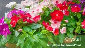  Presentation with flower - PPT theme having close-up-of-impatiens-flower background and a forest green colored foreground