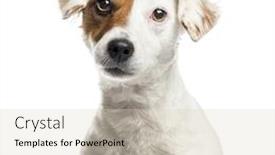  Presentation with russell - Theme with close-up of jack russell terrier 2 years old looking at camera isolated on white background and a soft green colored foreground