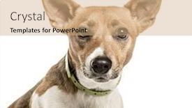  Presentation with russell - Colorful slide deck enhanced with close-up of jack russell terrier 2 years old isolated on white backdrop and a coral colored foreground