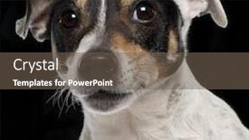  Presentation with black jack - Slide set featuring close-up of jack russell terrier 10 years old in front of black background background and a tawny brown colored foreground