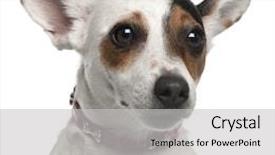  Presentation with russell - Beautiful PPT theme featuring close-up of jack russell terrier 2 years old in front of white background backdrop and a light gray colored foreground