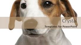  Presentation with russell - Colorful slide deck enhanced with close-up of jack russell terrier 16 months old in front of white background backdrop and a coral colored foreground