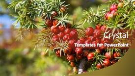  Presentation with close up fennel seed - Audience pleasing presentation design consisting of close-up-of-juniper-juniperus backdrop and a tawny brown colored foreground