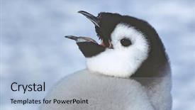  Presentation with juvenile - Slide deck consisting of close-up of juvenile emperor penguin with open beak background and a light blue colored foreground