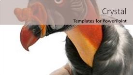  Presentation with king - Audience pleasing PPT theme consisting of close-up-of-king-vulture backdrop and a light gray colored foreground