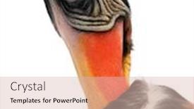  Presentation with papa noel - Theme consisting of close-up-of-king-vulture background and a lemonade colored foreground